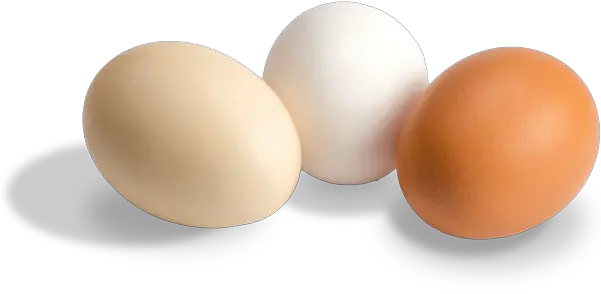 Evolution Of U Solid Png Eggs Png