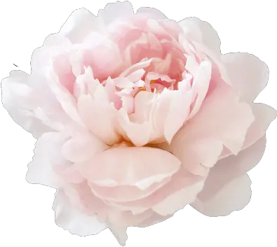 Download God Watches The Heart Peonies Png Peony Png