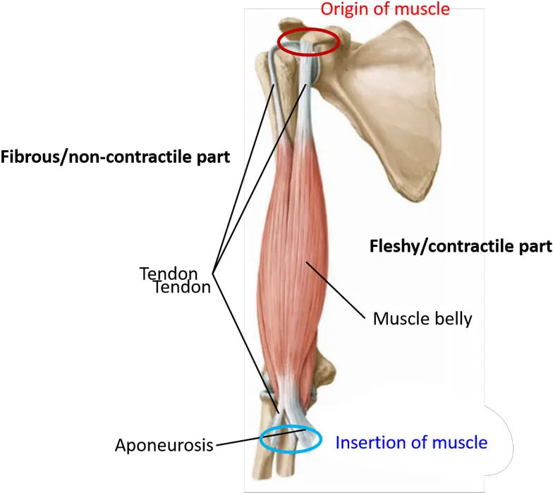 Skeletal Muscle Parts And Classification Fascicular Parts Of Skeletal Muscle Png Muscle Png