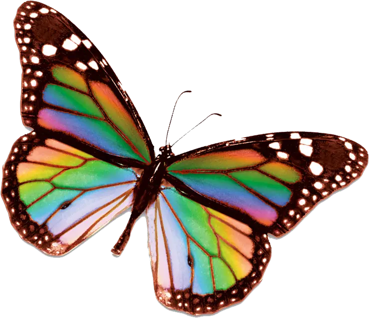 Raonbow Butterfly Png Google Search Rainbow Butterfly Rainbow Butterfly Transparent Background Monarch Butterfly Png