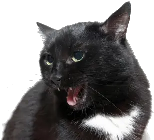 Angry Cat Png Download Image Angry Cat Png Angry Cat Png