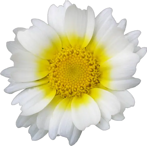 Flower Pngs Flower White Daisy Flower Pngs