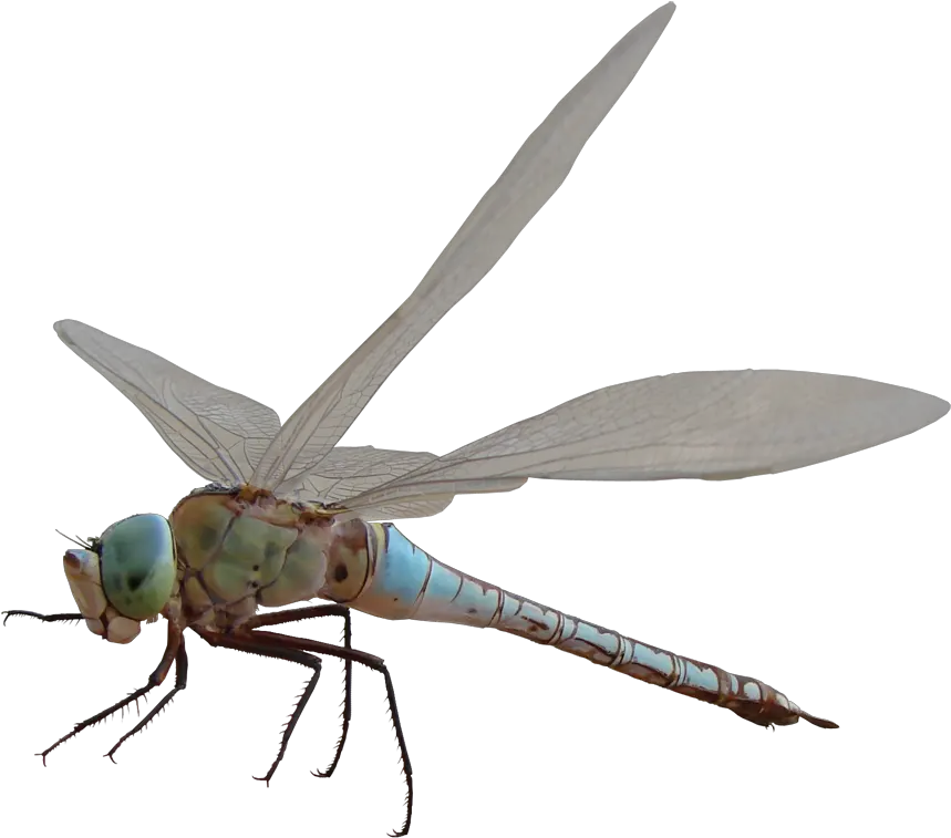 Related Image Dragonfly Png Capung Png Hd Dragon Fly Png