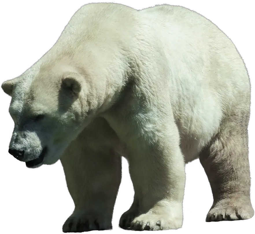 Polar Bear White Predator Polar Bear Png Polar Bear Transparent Background