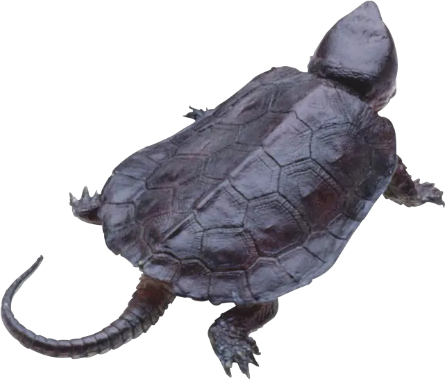 Turtle Png Transparent Background Image For Free Download Transparent Background Snapping Turtle Png Turtle Transparent Background