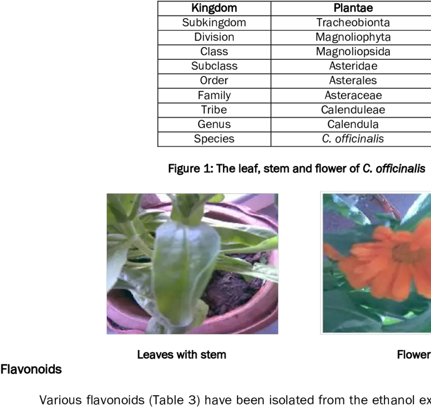 Taxonomic Classification Of Calendula Officinalis 11 Scientific Classification Of Marigold Png Marigold Transparent