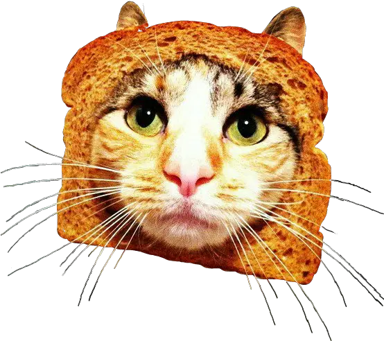 Bread Pan Gato Cat Breadincat Funny Approval Cat Meme Png Cat Head Png