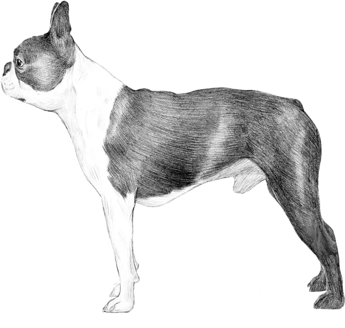 Dog Breed Info Photos Collar Png Boston Terrier Png
