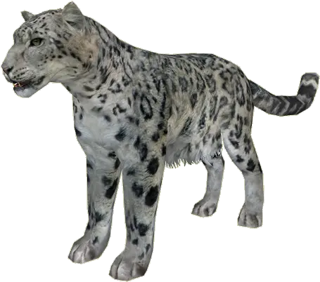 Zt2 Snow Leopard Png Image Snow Leopard No Background Snow Leopard Png