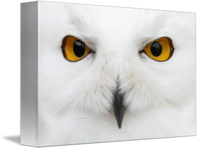 Evil Eyes Of The Snow By Attila Gimesi Snowy Owl Png Evil Eyes Png