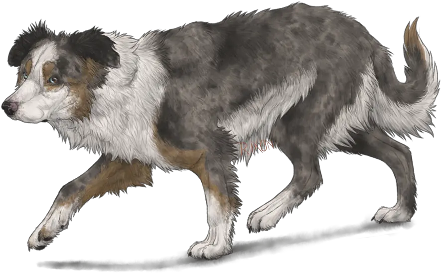Border Collie By Riixon Border Collie Drawing Anime Png Border Collie Png