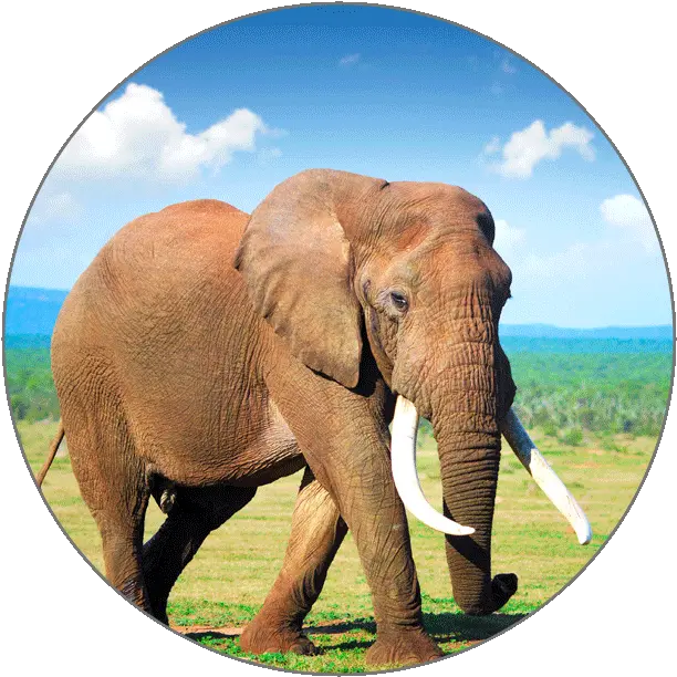 Learn French Alphabets Elephant Animals Images Hd Png Elephant Tusk Icon