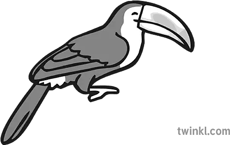 Toucan Icon Du A Gwyn Illustration Twinkl Hornbill Png Du Icon