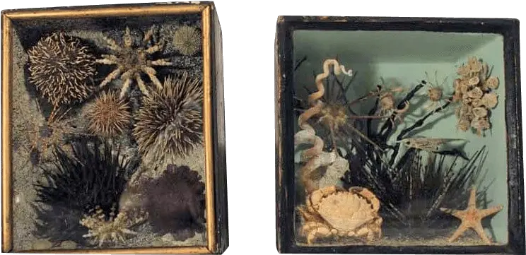 Sea Urchin Png A Rare Pair Of 19th Taxidermy Ocean Picture Frame Sea Urchin Png