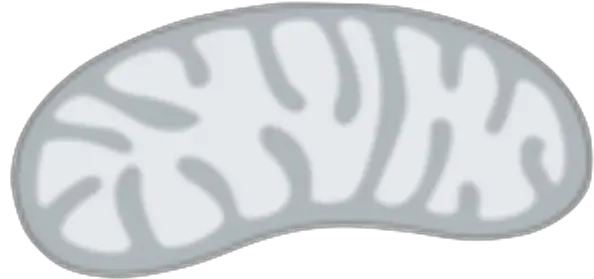 Vector Clip Art Mitochondria Diagram Not Labelled Png Mitochondria Png