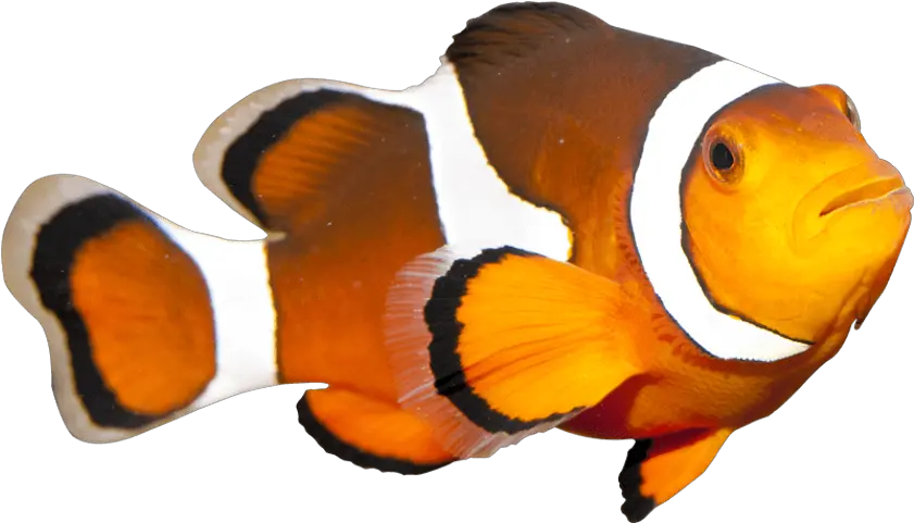 Coral Reef Fish Clown Fish Watercolor Png Coral Reef Png