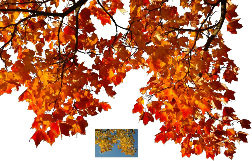 Fall Tree Branch Transparent Png Autumn Leaves Leaves Png Fall Tree Png