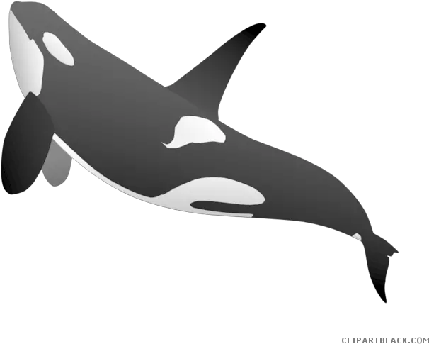 Beluga Whale Clipart Transparent Killer Whale Png Whale Png