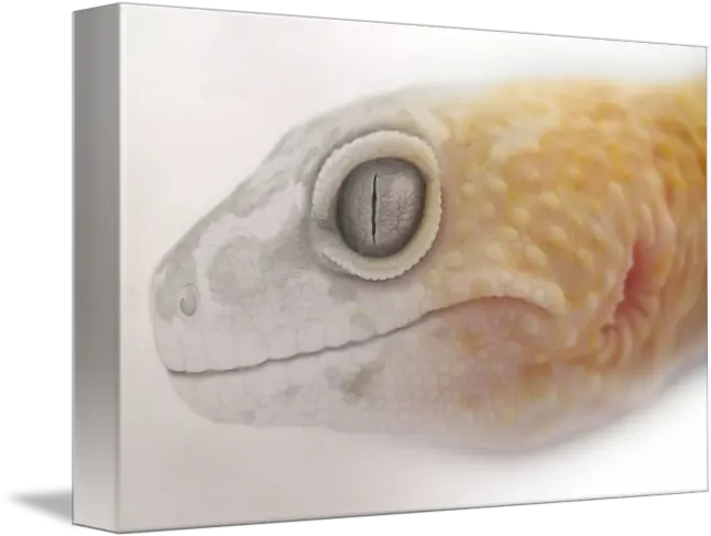 Leopard Gecko Drawingphoto Merge By Christina Walton Png