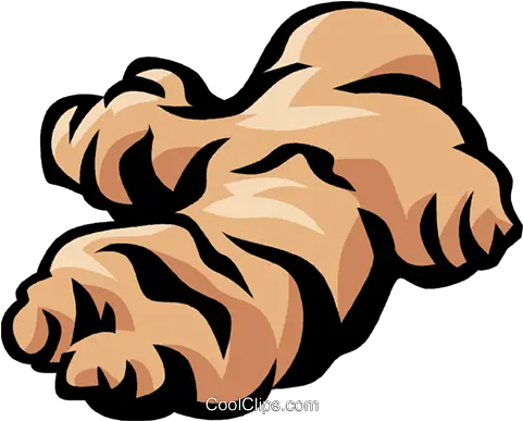 Ginger Root Royalty Free Vector Clip Art Illustration Ginger Clipart Png Ginger Png