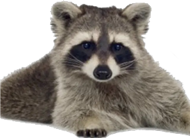 Raccoon Png Transparent Images 7 400 X 390 Webcomicmsnet Raccoon Png