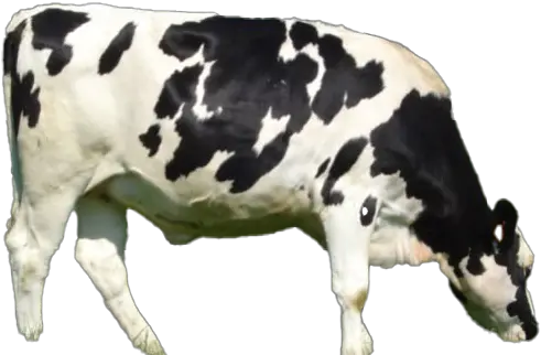 Cow Png All Holstein Cows Cow Png