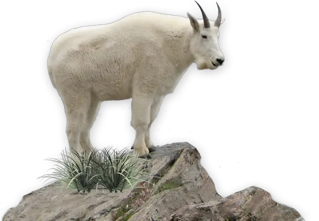 Download Mountain Goat Png Image Mountain Goat No Background Goat Transparent Background