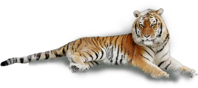 Angry Tiger Tiger Laying Down White Background Tiger Lying Down Png Tiger Transparent Background