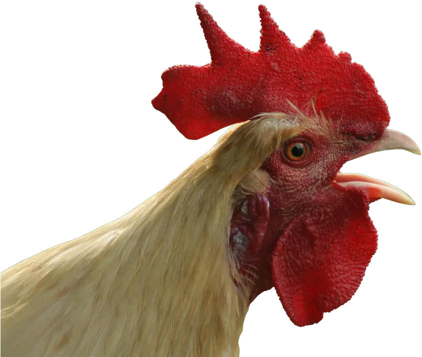 Chicken Head Png 4 Image Chicken Head Transparent Background Chicken Head Png