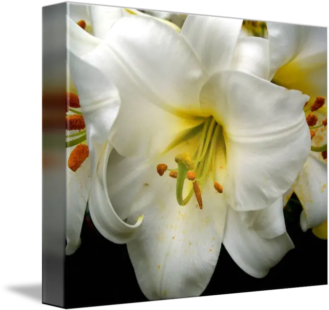Easter Lily By I Love Flowers Tiger Lily Png Easter Lily Png