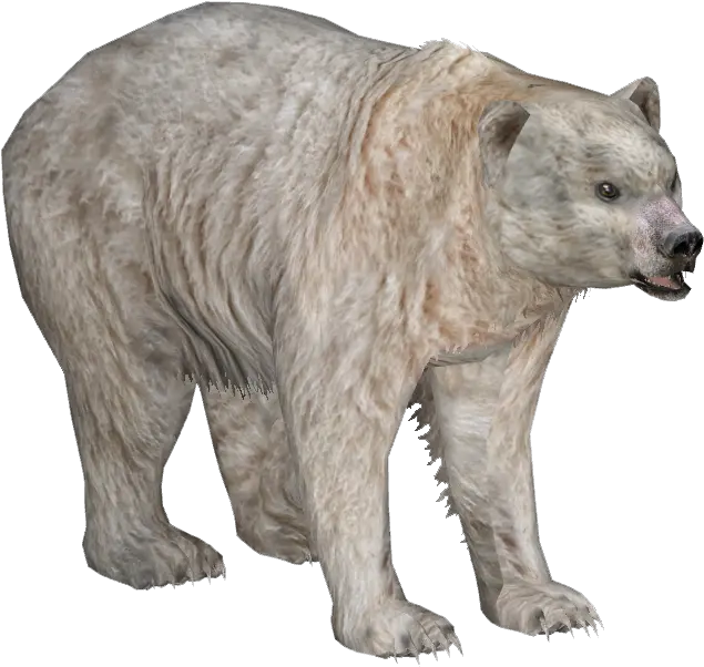 Download Spirit Bear Wiki Png Image With No Background Grizzly Bear Bear Transparent Background