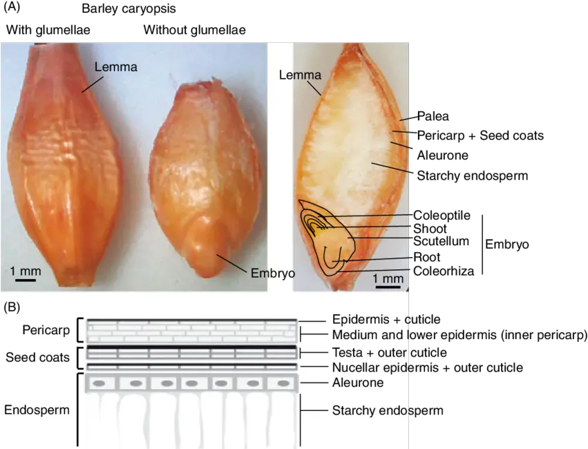 A Dorsal View Of Barley Grain With The Hulls Glumellae Barley Seed Structure Png Wheat Transparent Background