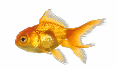 Goldfish Clipart Transparent Background Picture 61364 Fish No Background Png Fish Clipart Transparent Background