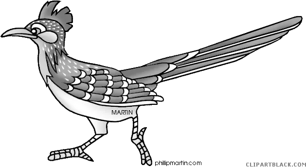Roadrunner Animal Free Black White Clipart Roadrunner Png Road Runner Png