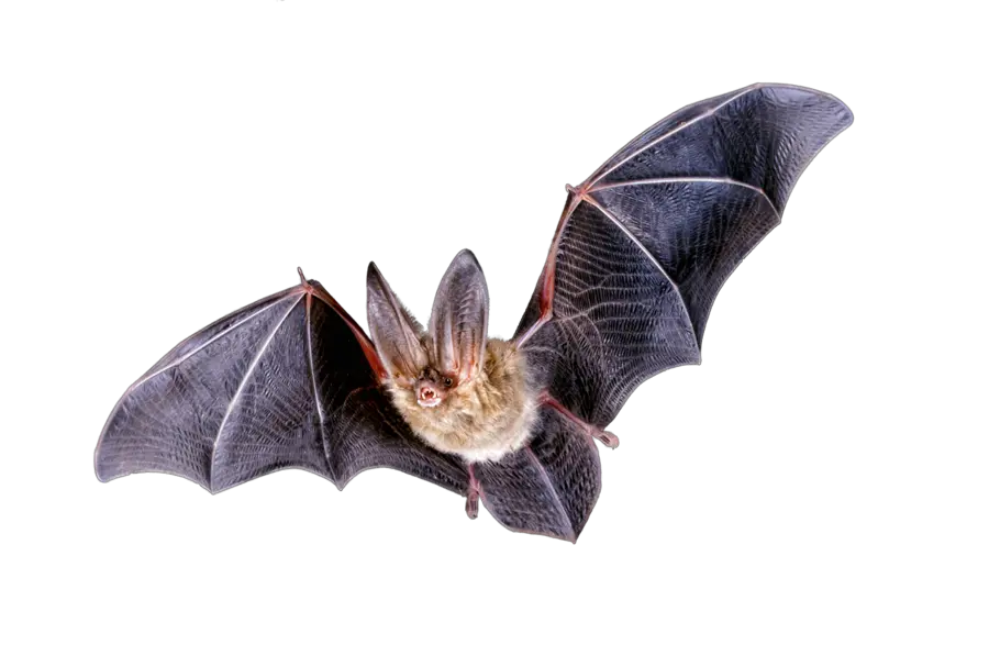 Bats Transparent Png Images United States Department Of Homeland Security Bats Png