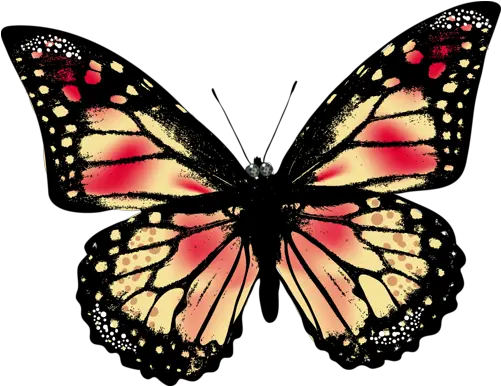 Kelebek Png Resimleri Butterfly Borboleta Realística Transparent Butterfly Violet Real Butterfly Png