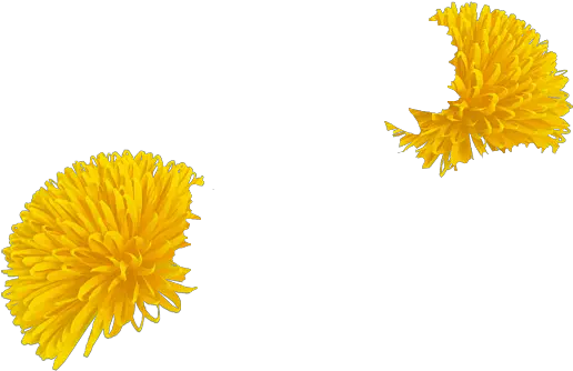 Download Daffodil Dandelion Full Size Png Image Pngkit Dandelion Dandelion Png