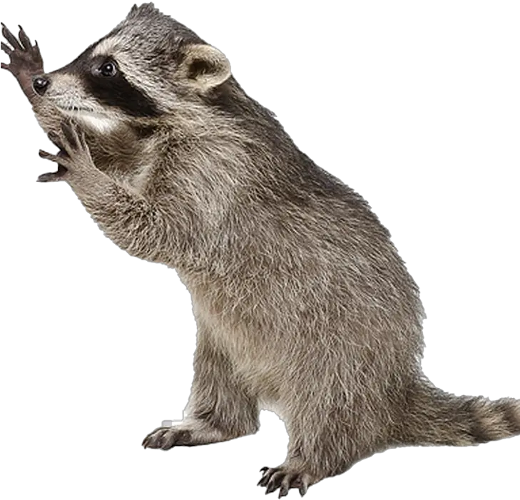 Raccoon Png Photo Image Play Racoon With No Background Raccoon Transparent Background