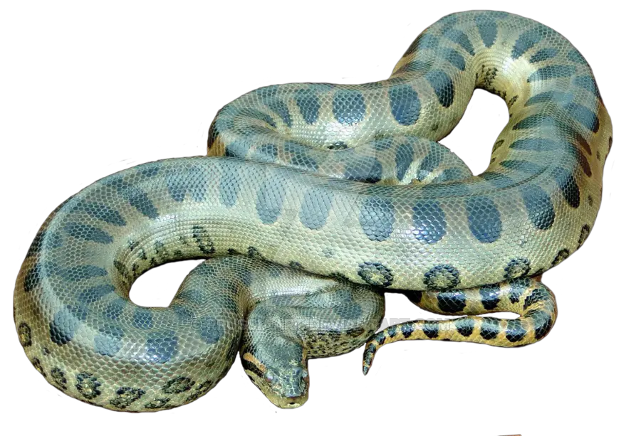 Animals Anaconda Png Snake Transparent Background