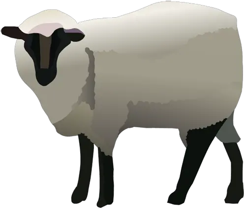 Download Hd Sheep Clipart Nativity Animal Sheep Bighorn Png Nativity Star Png