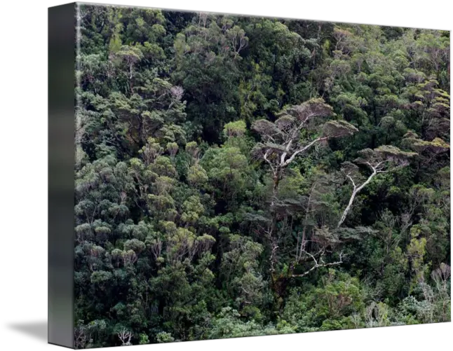Milford Sound Tree Canopy Forest Png Tree Canopy Png