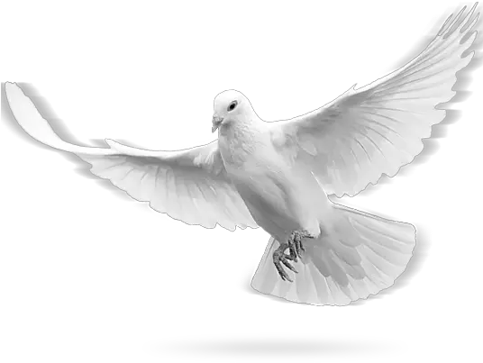 Wedding Doves Transparent Png Clipart Holy Spirit Dove Png Dove Transparent