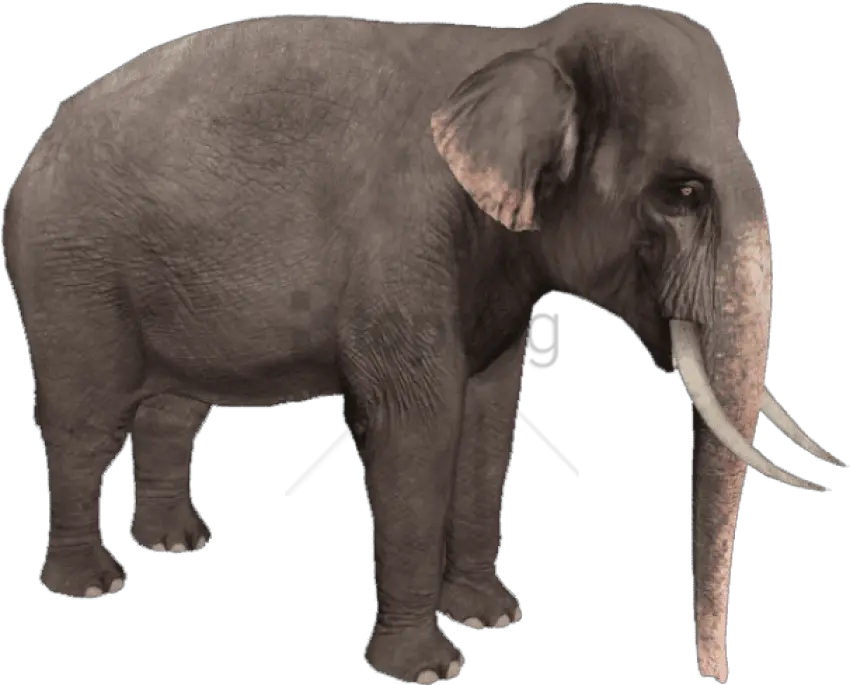 Zoo Animals Png Transparent Background Elephant Png Elephant Transparent Background
