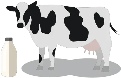 Cow Milk Animal Milk Cow Icon Png Cow Transparent