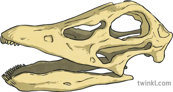 Diplodocus Skull Dinosaur Bones Ar Twinkl Go Science Skull Png Dinosaur Skull Png
