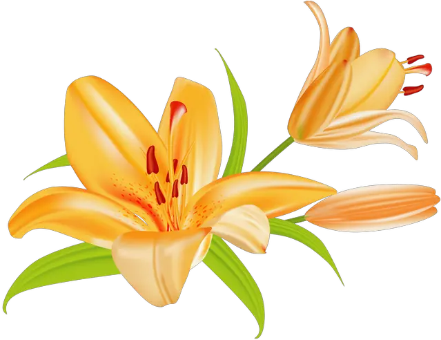 Easter Lily Clipart Lily Flower Clipart Png Easter Lily Png