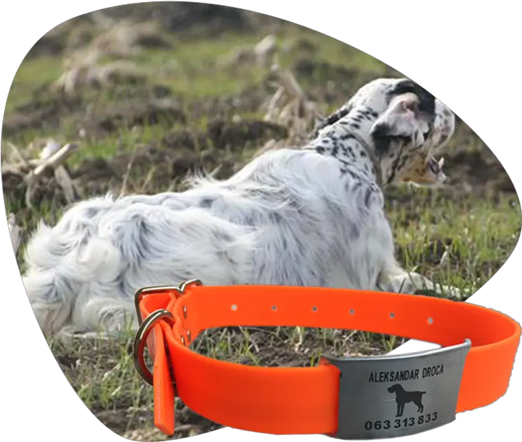 Home Jovanovic Collars Dog Catches Something Png Collar Png