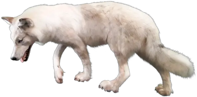 Wolf Png Arctic Wolf Looking Up Transparent Background Wolf Png
