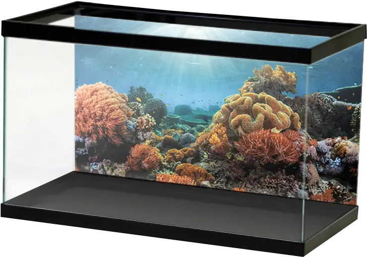 Bright Sunny Coral Reef Background U2014 Aquarium Vinyl Aquarium Stone Wall Background Png Coral Reef Png