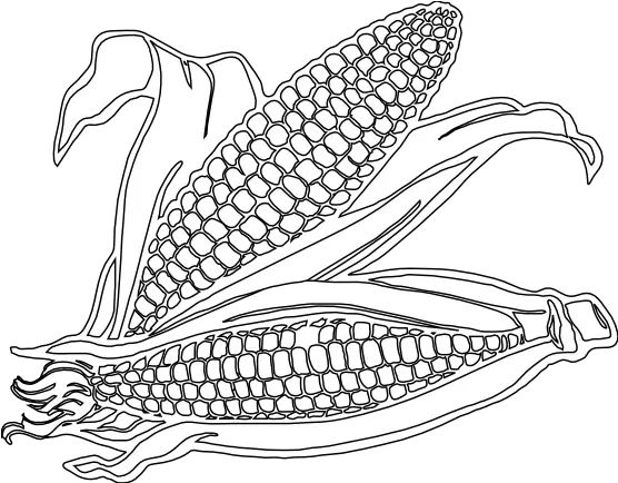 Corn Coloring Pages Hd Pho Corn Clipart Black And White Png Corn Clipart Png